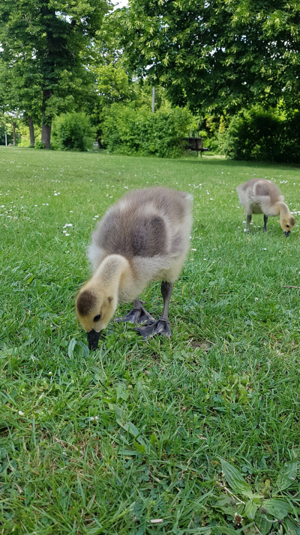 Gans im Westpark München