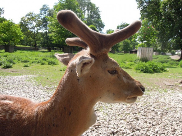 Keine Angst: Zwischen Kamera und Wild liegt ein Maschendrahtzaun (Foto: muenchenblogger)