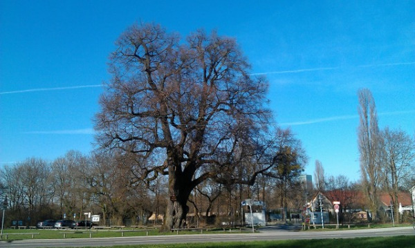 Die Röthlinde (Foto: muenchenblogger, mit der Handykamera im April 2013 aufgenommen)