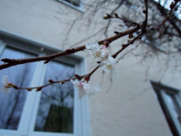 Blühende Bäume in Schwabing (Foto: muenchenblogger)