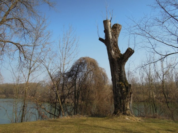 Der Poschinger Weiher (Foto: muenchenblogger)