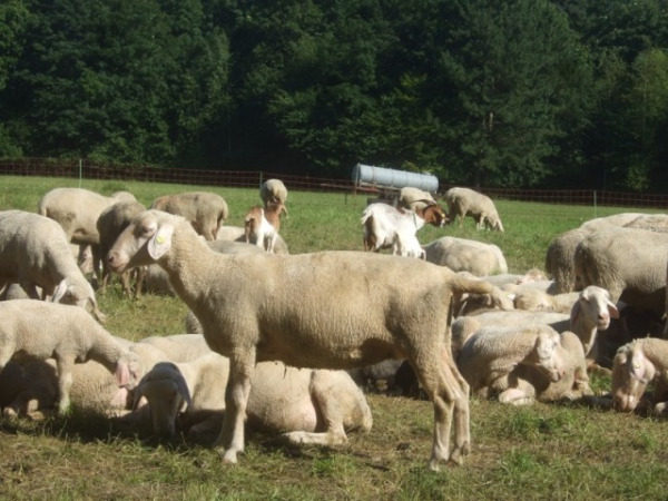 Die Schafe im Englischen Garten: Das sind ein paar von ihnen. (Foto: muenchenblogger)