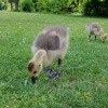 Gans im Westpark München