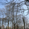 fruehling-2009-04