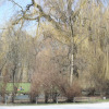 fruehling-2009-09