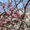 fruehling_in_muenchen_13