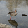 fruehling_in_muenchen_15