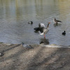 fruehling_in_muenchen_16
