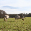 fruehling_in_muenchen_20