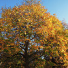 Herbsttag-02