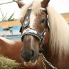 Historische-wiesn-13