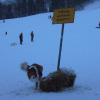 Schlittenfahren-05