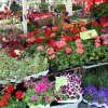 Viktualienmarkt-02