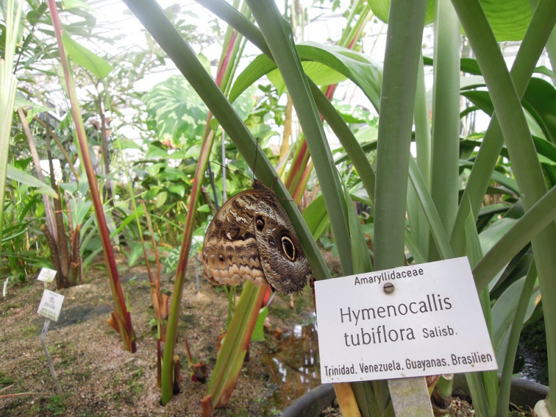 100 Jahre Botanischer Garten München Palmen, Kakteen und