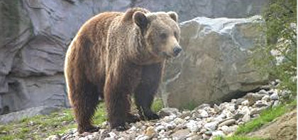 Ein Braunbär