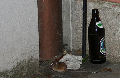 Maus