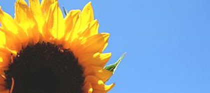 Sonnenblume