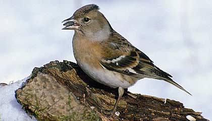 Bergfink