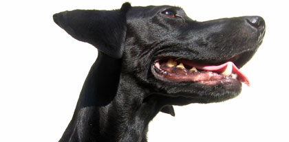 Hund