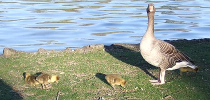 Englischer Garten im Frühling