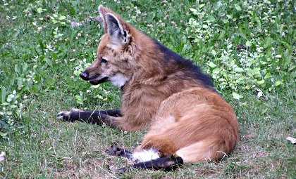 Foto Fuchs in München