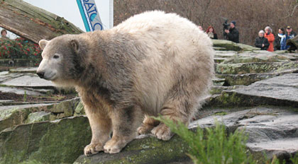 Eisbär Knut