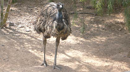 Foto Nandu