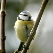 Great Tit