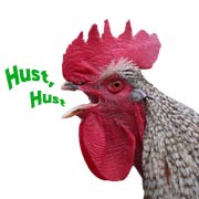 Hustendes Huhn