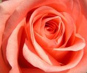 Rosen Valentinstag 14. Februar